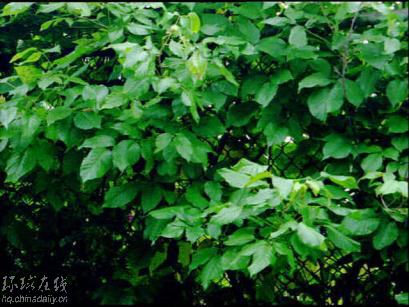 全球變暖誘發(fā)新威脅：毒藤瘋狂生長(zhǎng)致人皮膚過(guò)敏