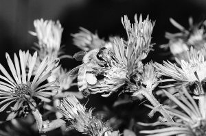 破譯蜜蜂基因組:一個社會的秘密