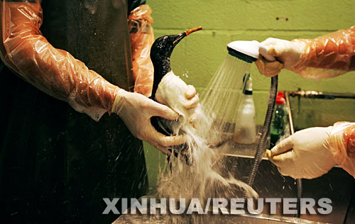 英國：貨輪遇風(fēng)暴擱淺 有人哄搶有人救鳥
