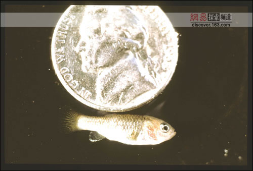美魔鳉魚(yú)僅剩38條