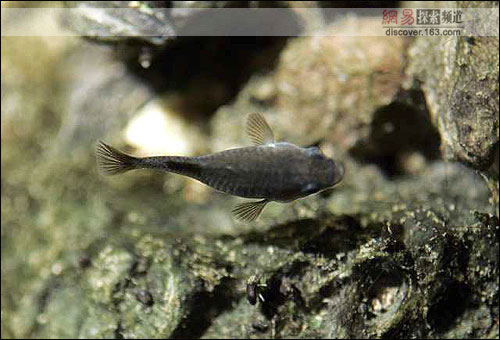 美魔鳉魚(yú)僅剩38條