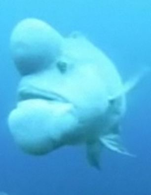 世界最丑魚現身日本海域？頭上長大包綽號“史萊克”