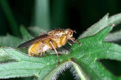 不是只有異性才相互吸引 美雜志揭露動物“斷背”之謎