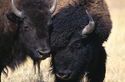 不是只有異性才相互吸引 美雜志揭露動物“斷背”之謎