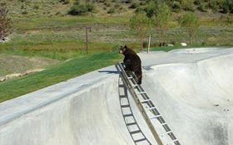 誰說狗熊是笨死的？美國一狗熊掉進滑板池爬梯逃生