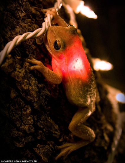 貪吃樹蛙誤吞燈泡導致肚子發光（圖）