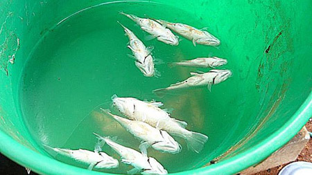 澳大利亞小鎮接連兩天“下魚” 專家難解奧妙