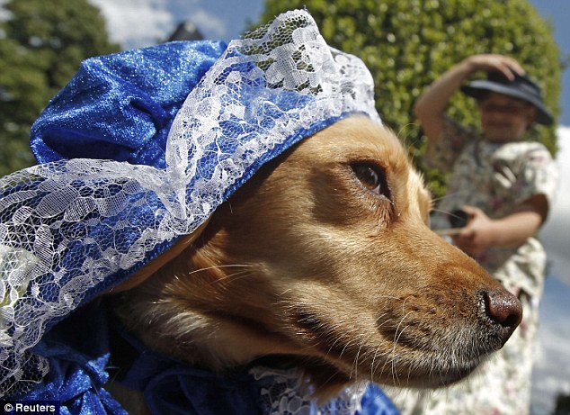 戴妃故居前狗狗精心裝扮一決高低 為修復工程籌款