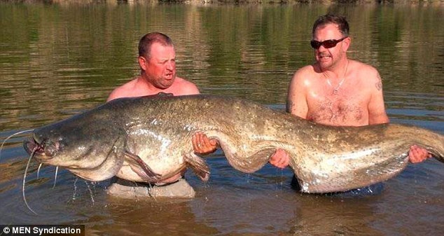 英國(guó)垂釣者西班牙捕獲重達(dá)近84公斤巨型鯰魚
