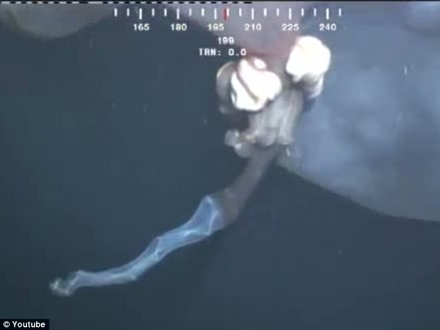 罕見水母抑或鯨胎盤？ 深海水下攝像機拍到神秘漂浮物