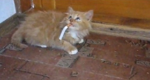 烏龜、毒蛇、大猩猩：動物界“煙鬼”百態（組圖）