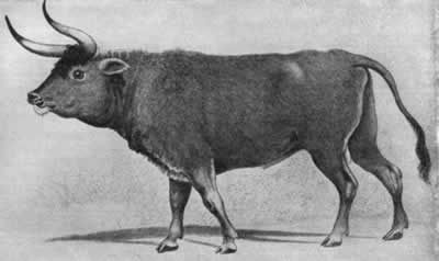 盤點已經滅絕的10種動物 有些聞所未聞（圖）