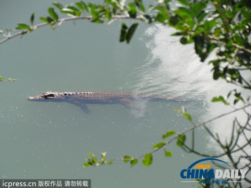 津巴布韋鱷魚潛入民居 藏身床下一夜未被發現