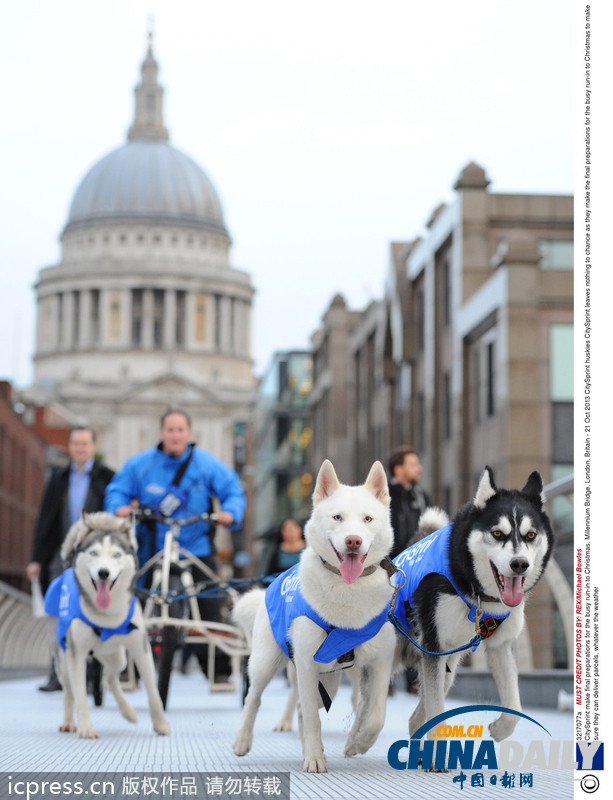 備戰(zhàn)圣誕季 英國快遞公司演練狗拉雪橇送包裹(高清組圖)