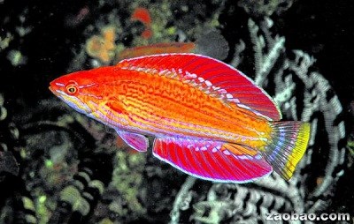 印尼發(fā)現(xiàn)“閃光”新魚(yú)種 求偶時(shí)呈現(xiàn)多重色調(diào)