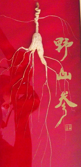 金馬甲發(fā)售野山參，認(rèn)購(gòu)價(jià)千元是否離譜？