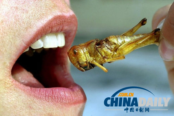 世界各地超級(jí)恐怖的蟲子大餐(組圖)