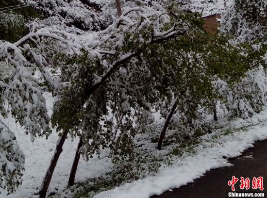甘肅：局地現“夏日飛雪”奇觀(圖)