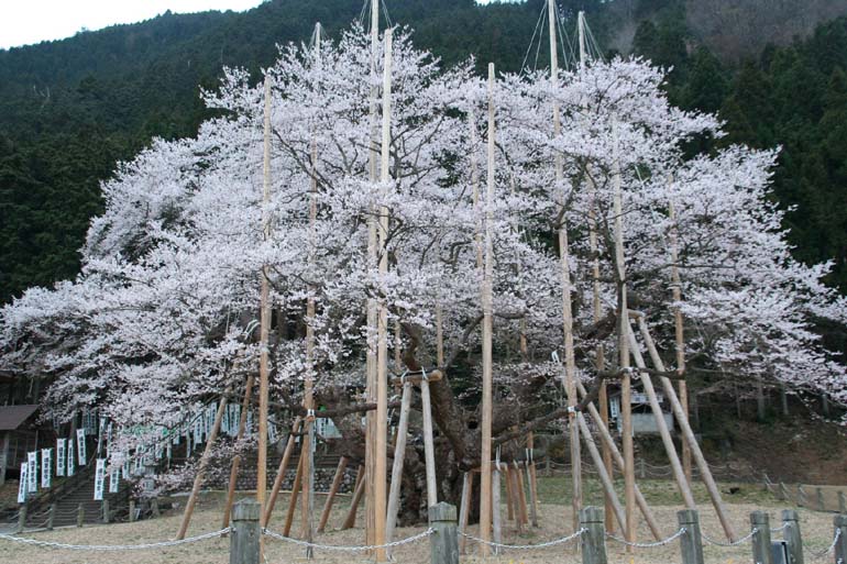 世外桃源！日本岐阜風光