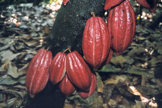 植物王國——興隆熱帶森林公園