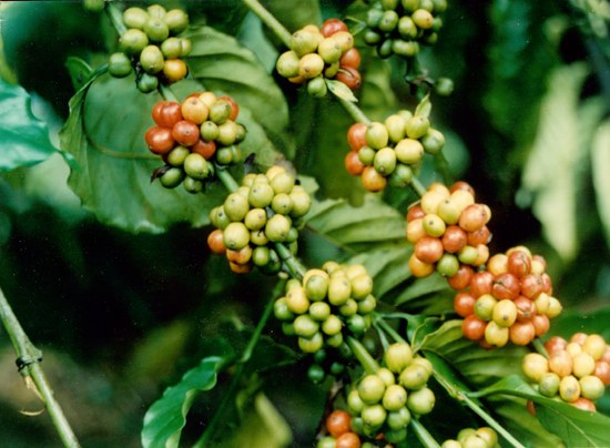 植物王國——興隆熱帶森林公園