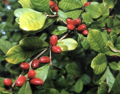 植物王國——興隆熱帶森林公園