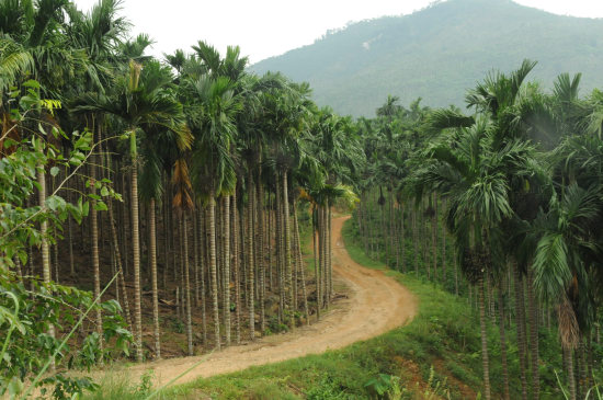 中國檳榔之鄉(xiāng)——萬寧