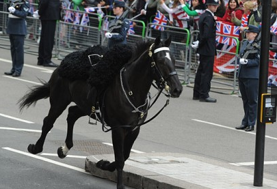 英國王子婚禮再現小插曲 一黑馬脫韁摔下主人