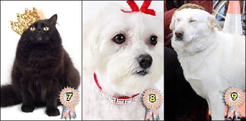 2009年世界寵物富豪榜 牧羊犬身價(jià)超2億英鎊