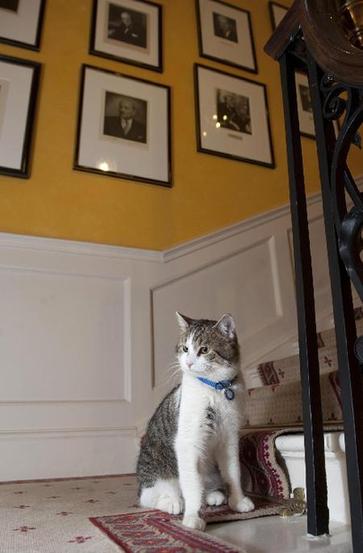 英國“第一貓”拉里入住首相府 外表可愛專司捕鼠