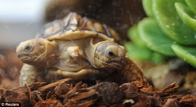 斯洛文尼亞發現雙頭五腿龜 奇特造型令人驚嘆
