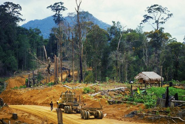 包裝紙原料來自印尼熱帶雨林 芭比娃娃成環保“殺手”