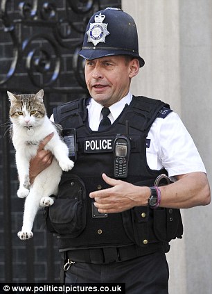 英“第一貓”同警衛“躲貓貓” 被一腳“踢”進首相府