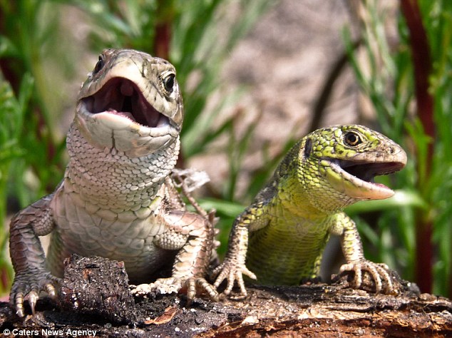 蜥蜴戀愛也神奇！雄性捧花求婚、雌性故意跌落試探