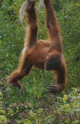 自制“纜車”摘果子 聰明猩猩有食吃