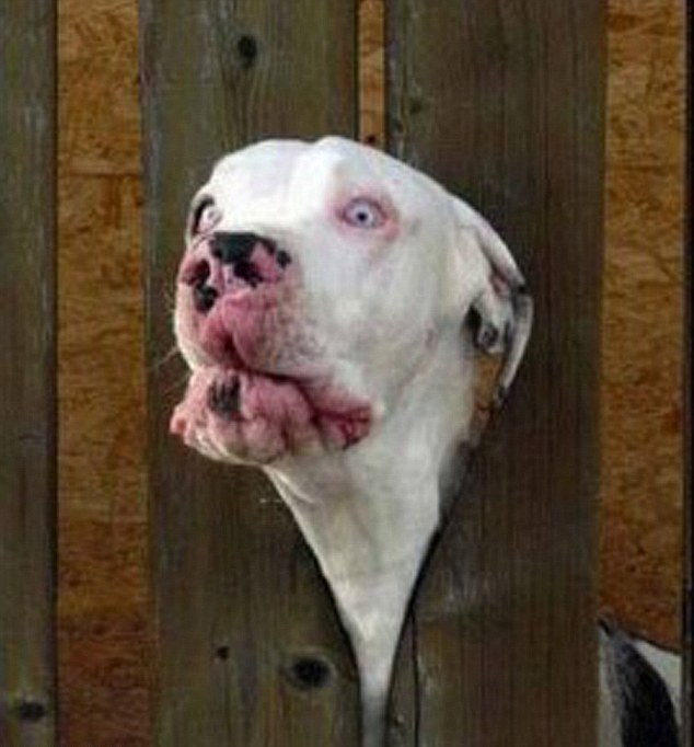 動物也瘋狂！ 糗事連連各種被“卡”