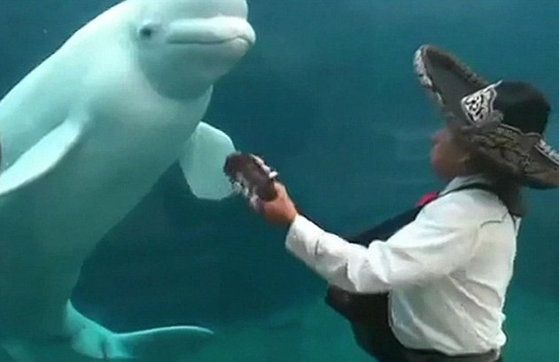 白鯨婚禮現(xiàn)場(chǎng)“跳舞”搶走新人風(fēng)頭 或因誤會(huì)所致