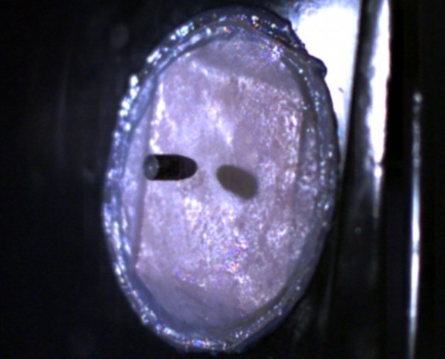 刀槍不入將成真?荷蘭科學家研制出“防彈皮膚”