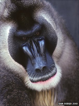 科學家研發利用干細胞技術拯救瀕危動物 前景廣闊