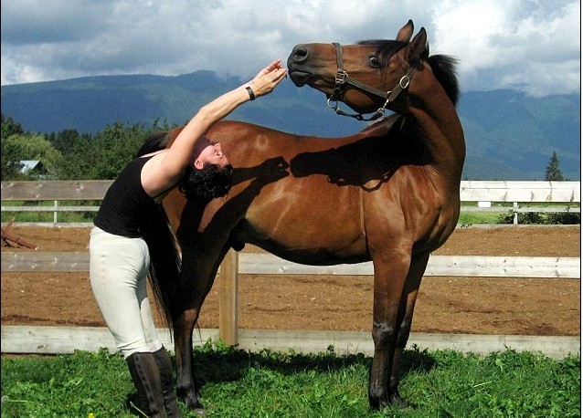 加拿大高齡賽馬愛(ài)學(xué)主人做瑜伽 強(qiáng)身療傷重回賽場(chǎng)