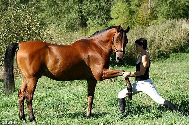 加拿大高齡賽馬愛學主人做瑜伽 強身療傷重回賽場