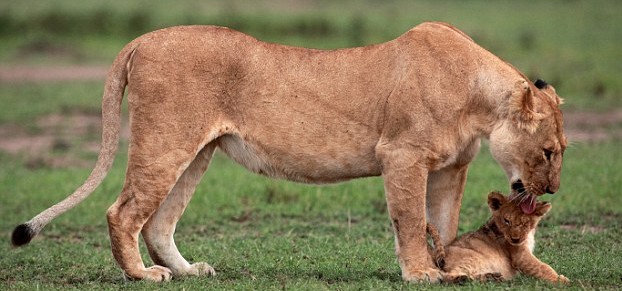 圖：獅崽跌落懸崖被困斜坡 母獅無畏冒險(xiǎn)救子