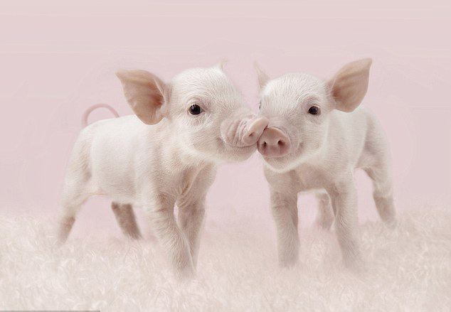 快樂小豬愛拍照 或賣力鍛煉或扮購物狂