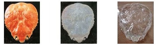 “全球最重昆蟲”新西蘭現身 “透明蟹殼”日本制造