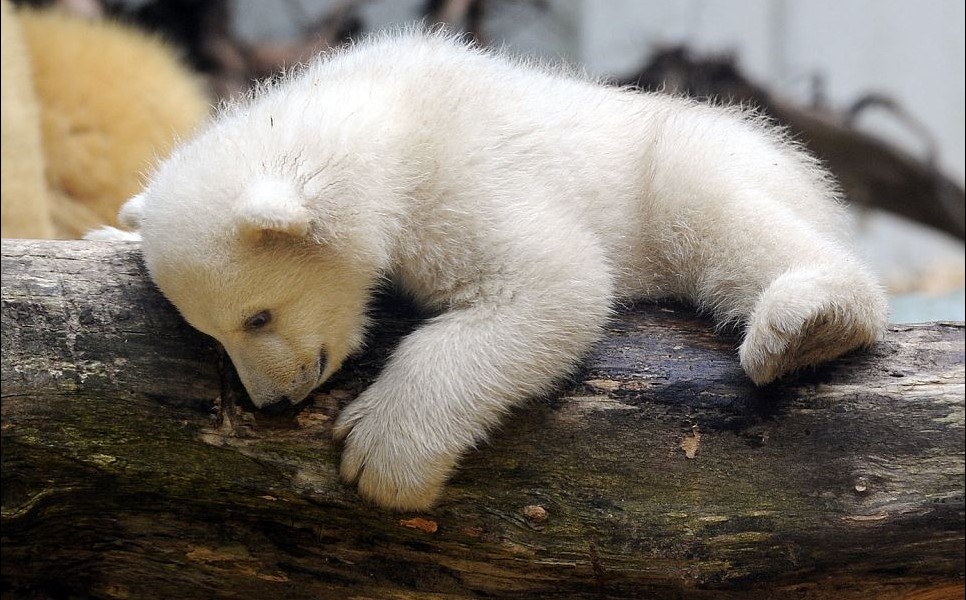 克努特妹妹德國動物園上演“處女秀” 深得寵愛萌煞人