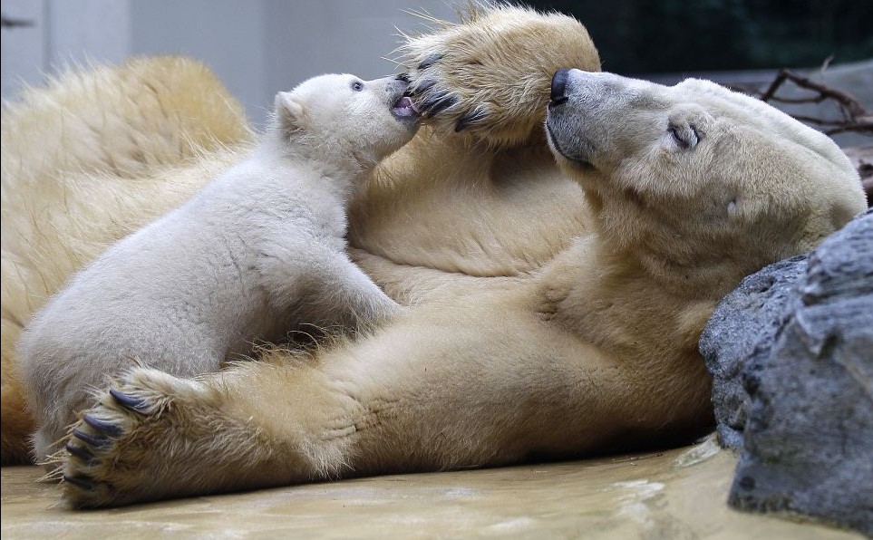 克努特妹妹德國動物園上演“處女秀” 深得寵愛萌煞人