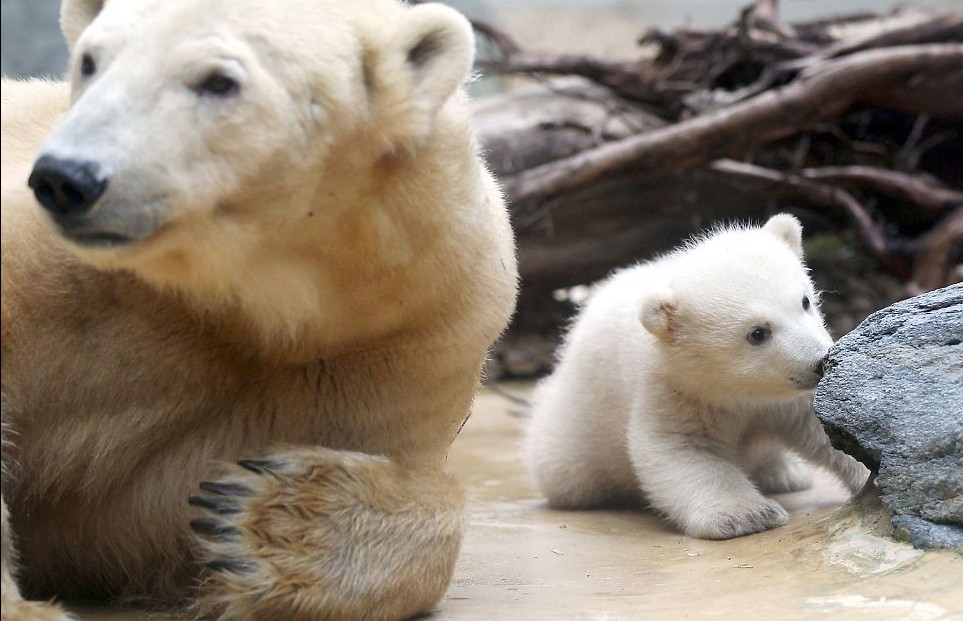 克努特妹妹德國動物園上演“處女秀” 深得寵愛萌煞人