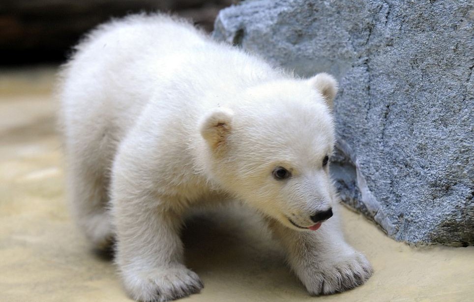 克努特妹妹德國動物園上演“處女秀” 深得寵愛萌煞人