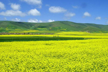 門源油菜花美不勝收