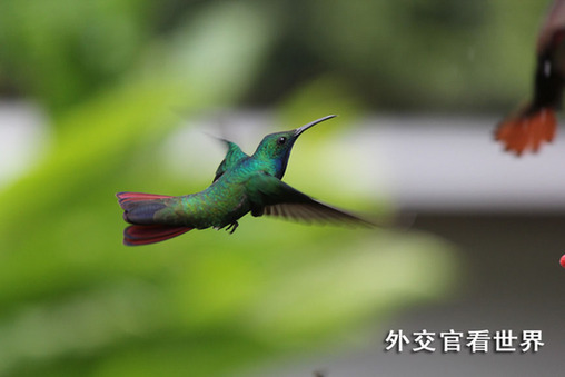 特多國(guó)鳥(niǎo)